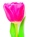 Tulp