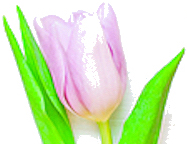 Tulp